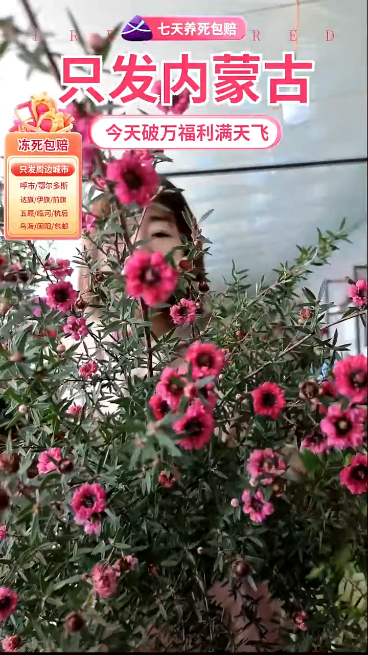 完全开放松红梅大盆