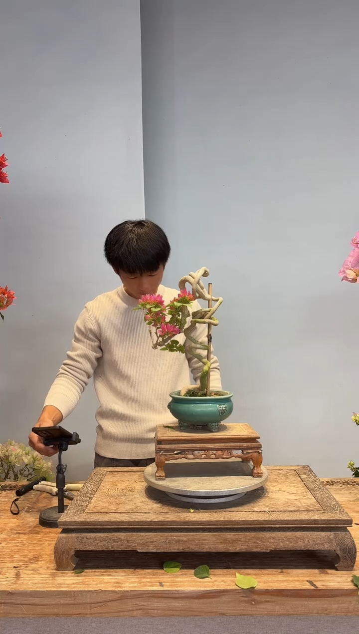 以实际为准南**风三角梅10