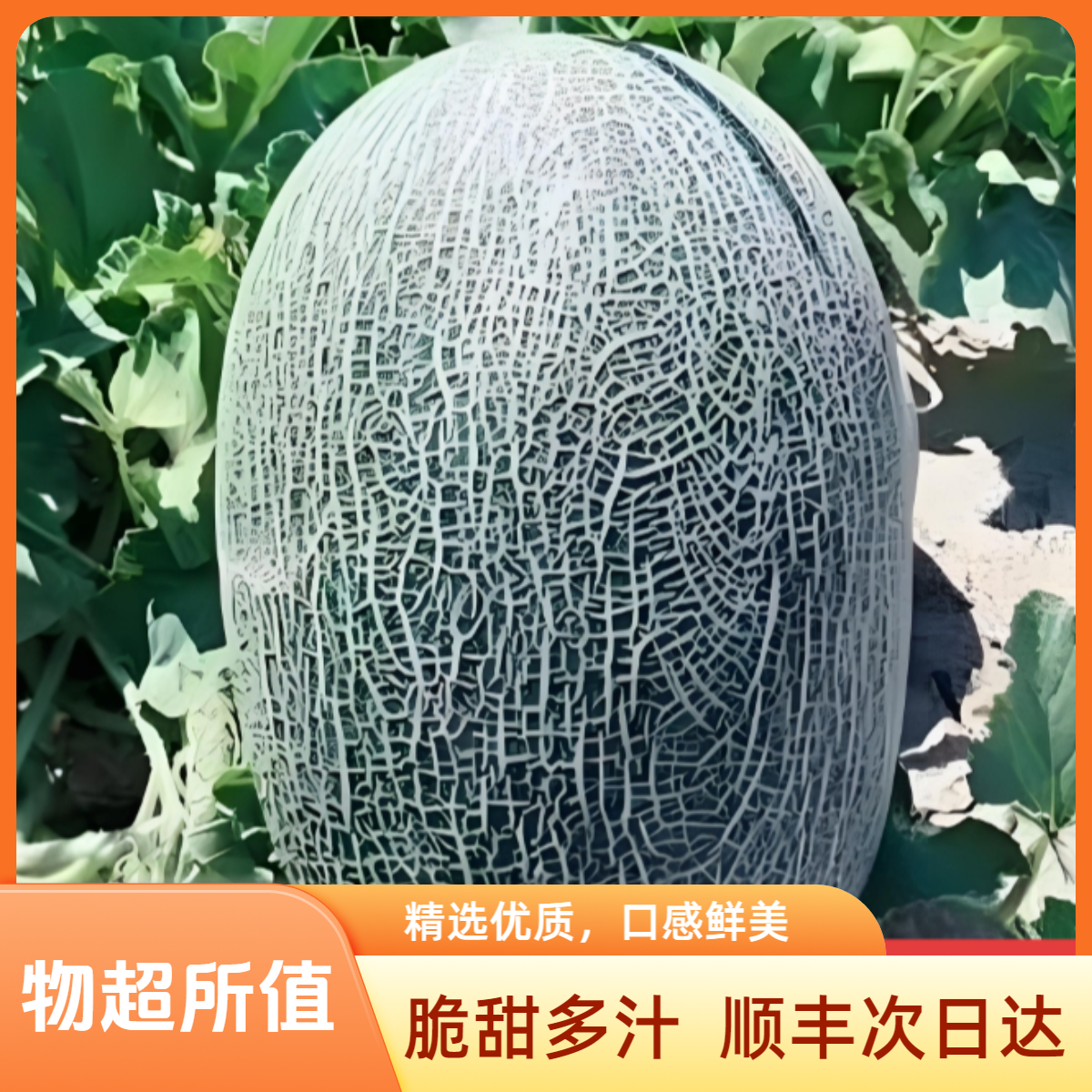 【顺丰次日达】正宗新疆伽师瓜净重6-7斤（单瓜）肉厚质细脆甜多汁Y新疆维吾尔自治区