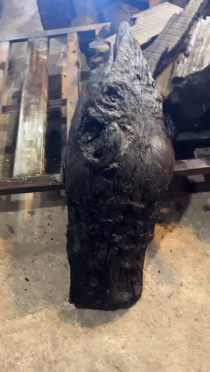 金丝楠小叶桢楠88