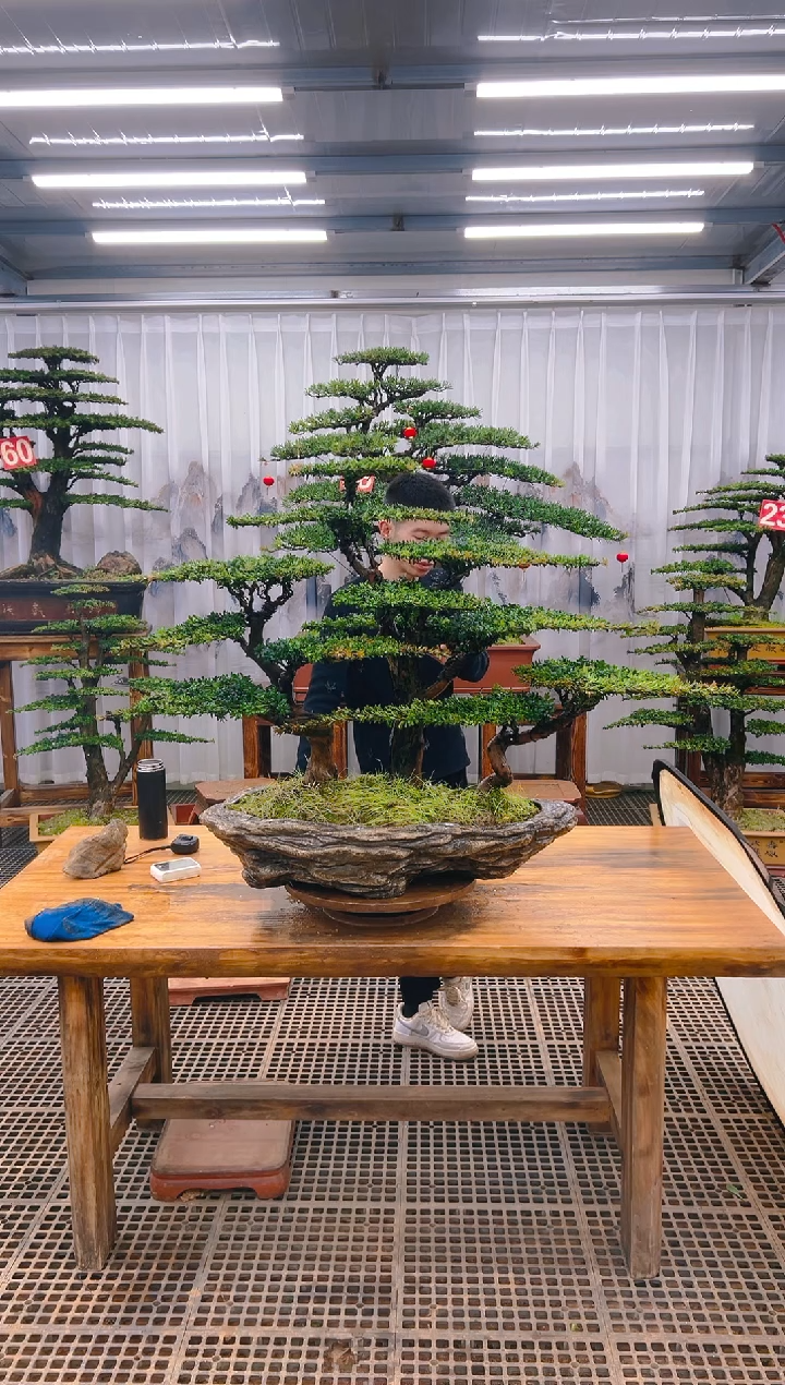 【闪购商品】紫砂精品盆景直播间一物一拍