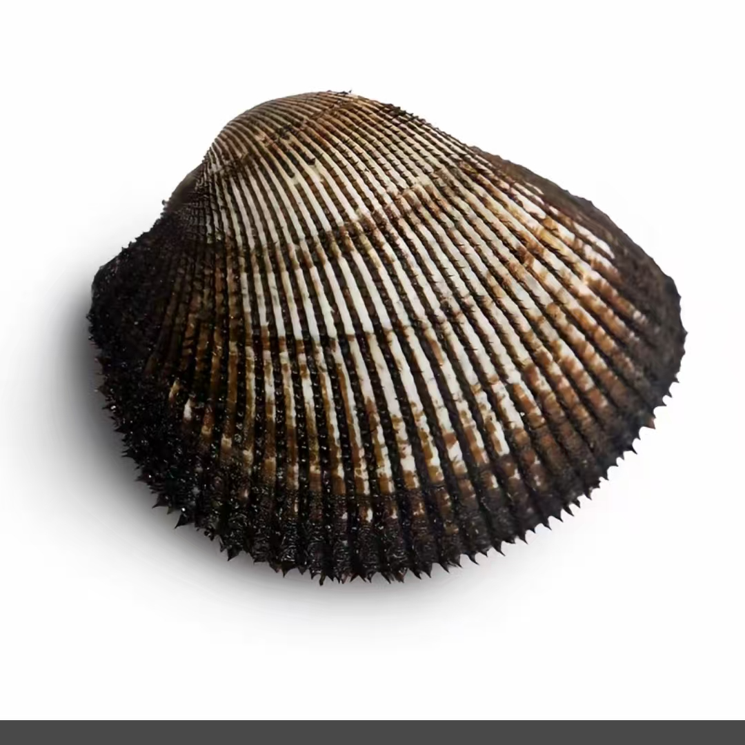 海捕野生赤贝。肉质鲜美。口感鲜甜。刺身好料