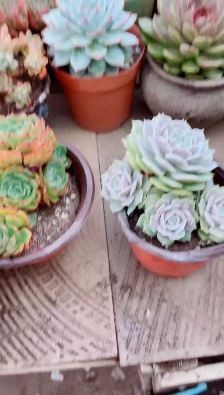 煥10067多肉植物一物一拍