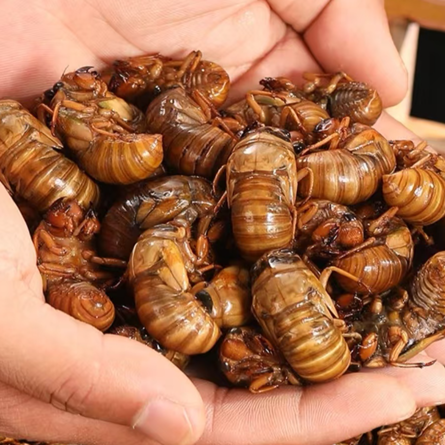 【颜姐专属】新鲜山东活体速冻结了龟活体速冻批发可油炸烧烤