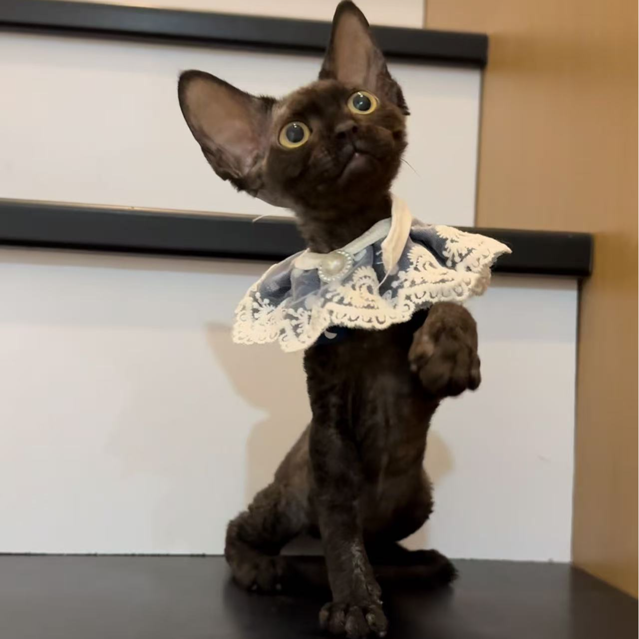 纯黑德文卷毛猫妹妹活体保健康