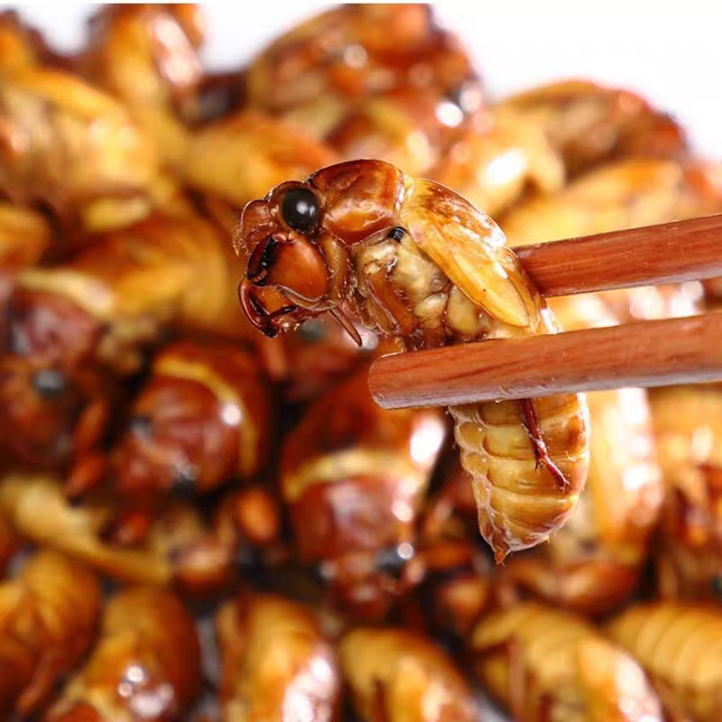 【顺丰包邮】新鲜知了猴速冻现抓爬叉猴蝉蛹活体速冻 番茄