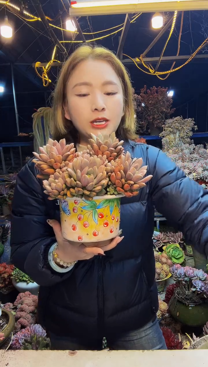张*凡老桩葡萄30颗脱土包邮