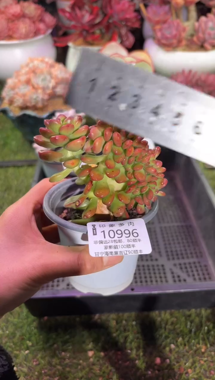 【闪购商品】10996