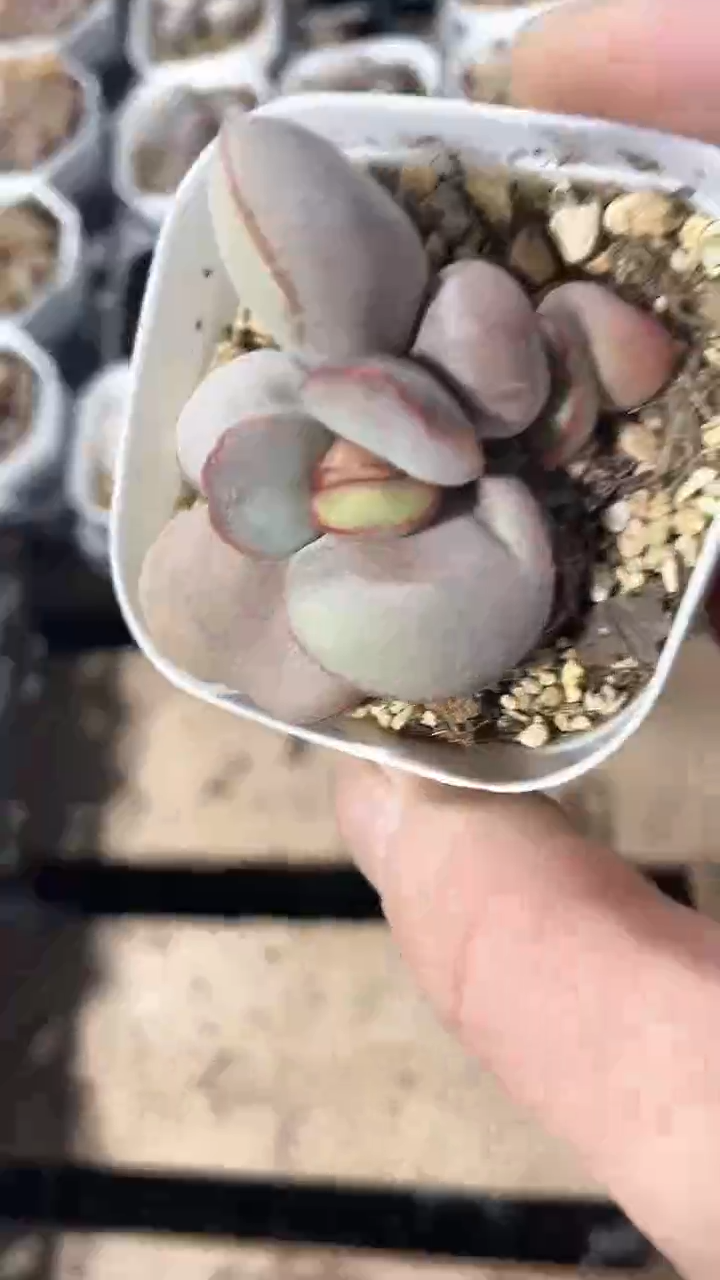 【闪购商品】白方红蛋多肉