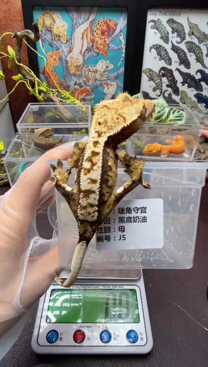 睫角守宫鳞与尾 Scale Tail 爬宠J5