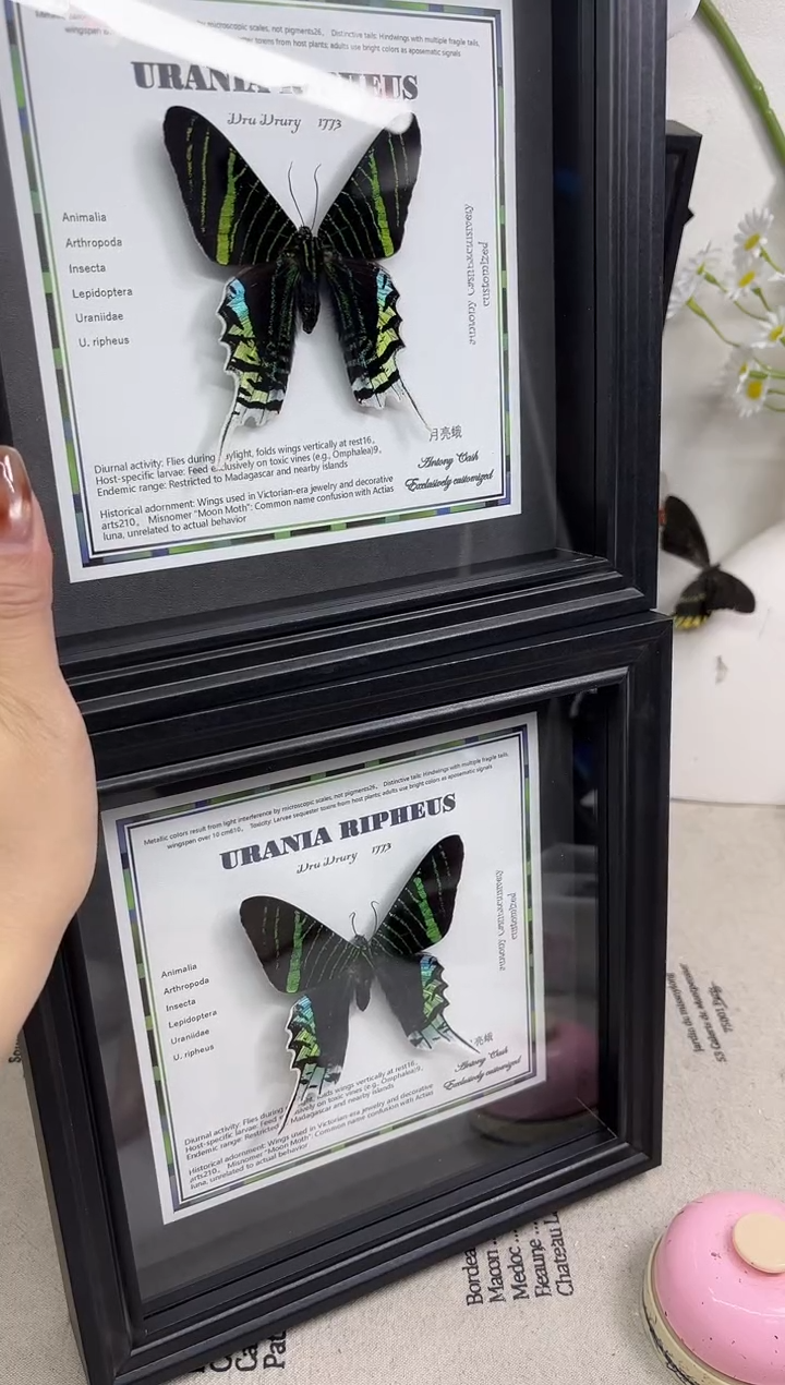 月亮蛾相框标本1