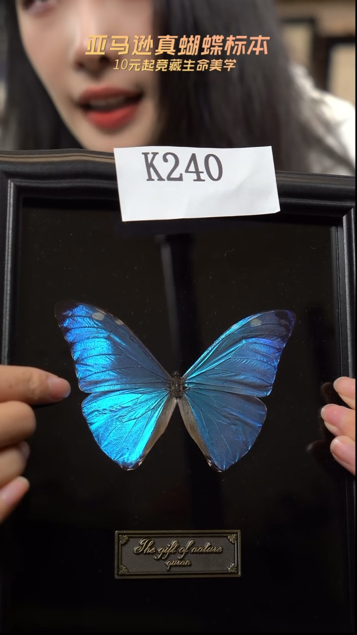安东尼斯蝴蝶标本摆件竞拍k240