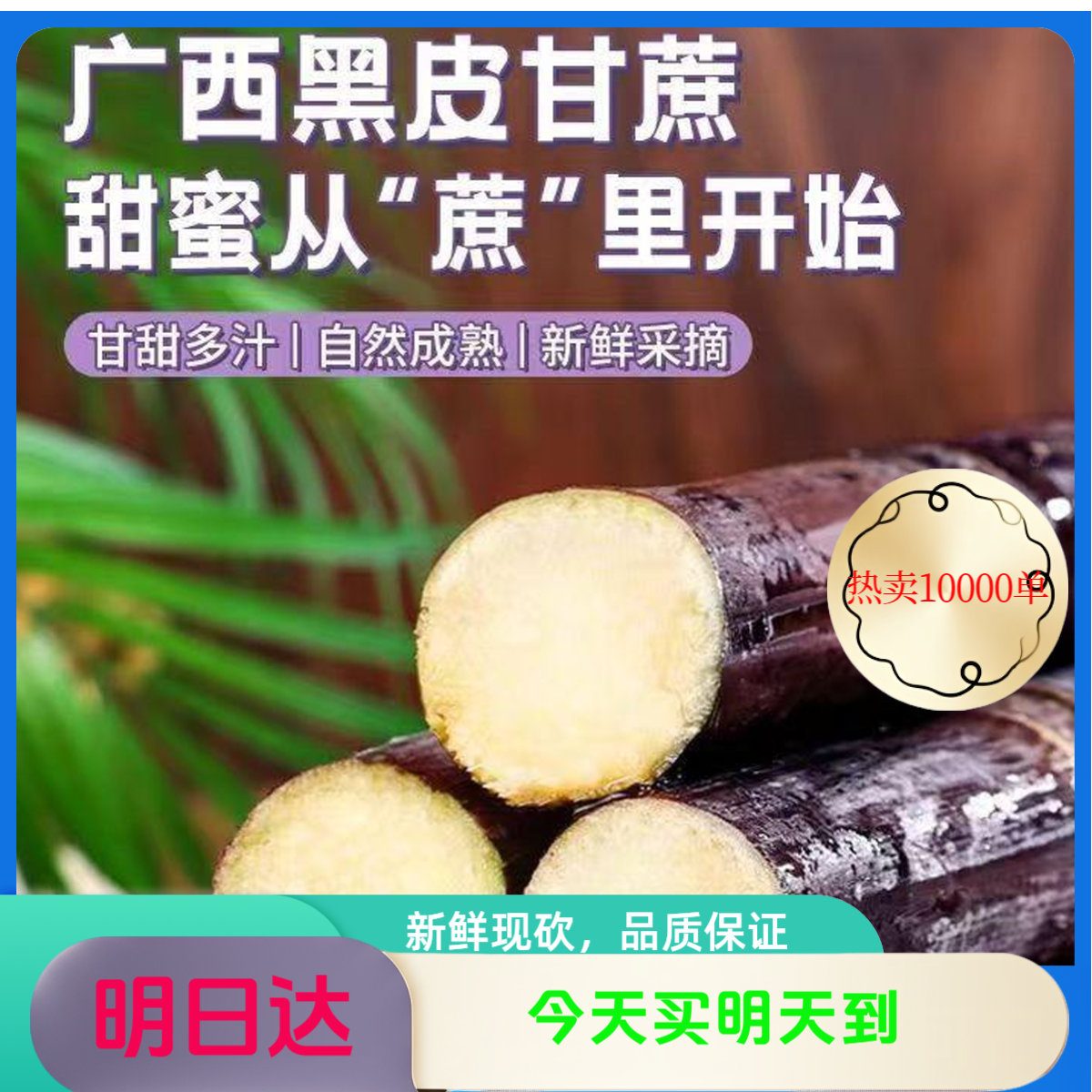 广西黑皮紫甘蔗 现砍现发+现场装箱 + 次日达，今天买明天甜到嘴 包售后  居家必备甘蔗广西壮族自治区