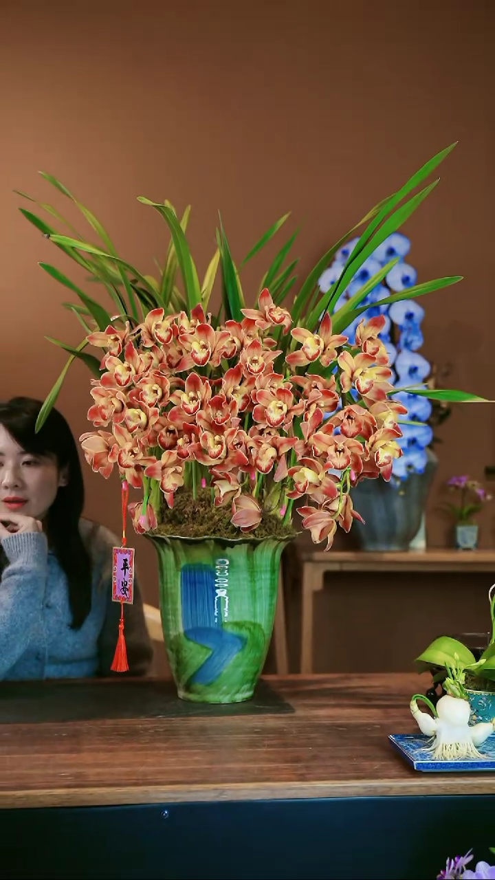 【闪购商品】盆景麒麟拱兰 绿