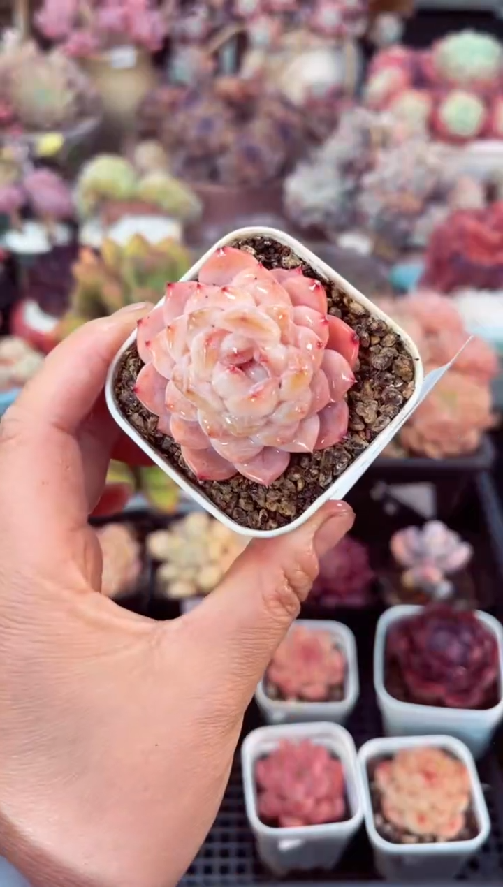 【闪购商品】8126单头冰钻多肉