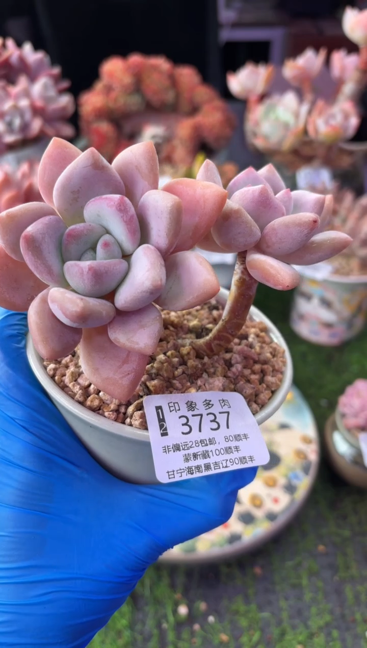 昆明印象多肉3737