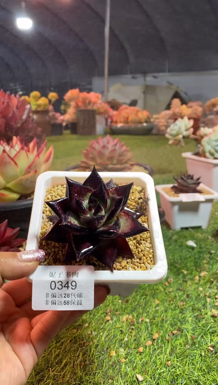 【闪购商品】0349a