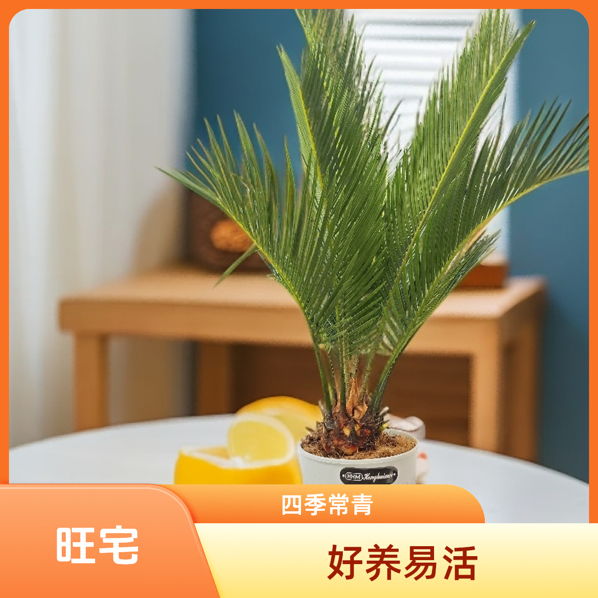 红头铁树可水培耐寒植物室内桌面创意盆栽好养活四季常青茶桌新宠