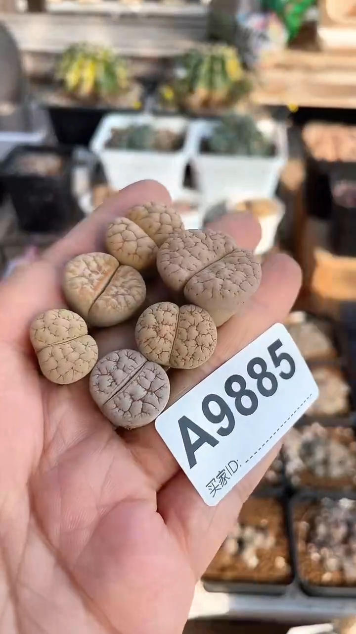 【闪购商品】9885直播一物一拍