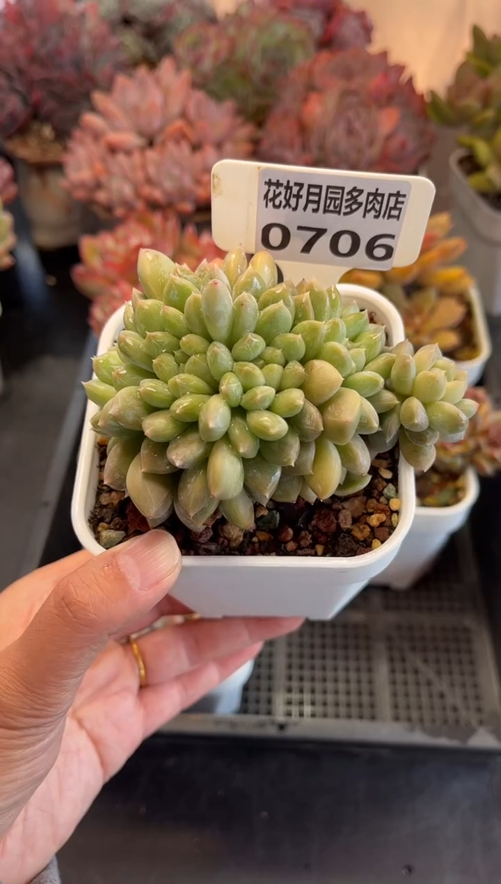 0706百达翡翠（天冷必拍保温箱）