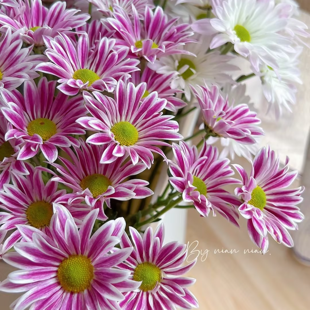 【一品花集】【太子】小雏菊 云南昆明基地直发家用鲜花