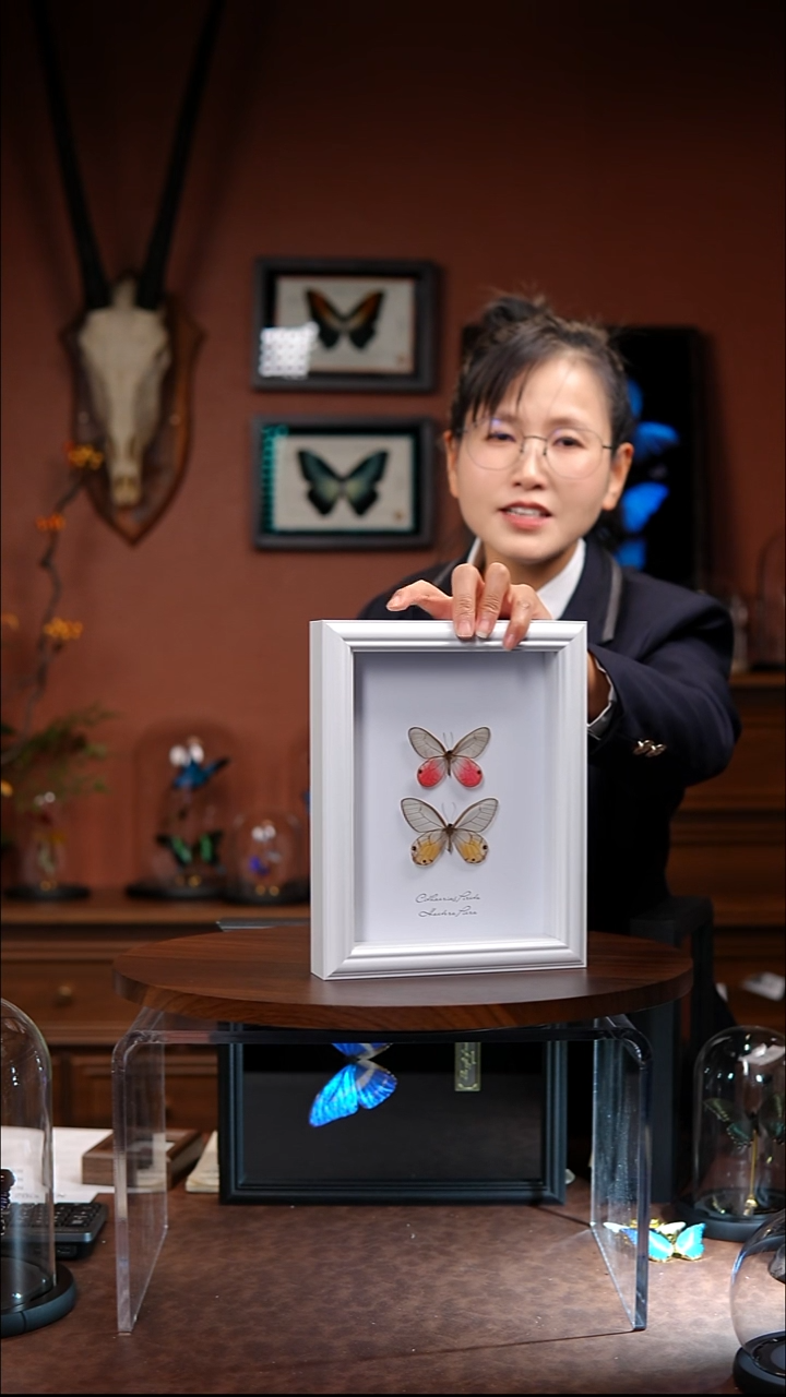 玫瑰绡眼蝶+黄晶眼蝶白色8寸框