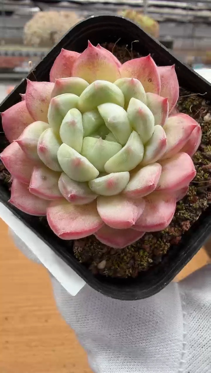 东云多肉园二店-178