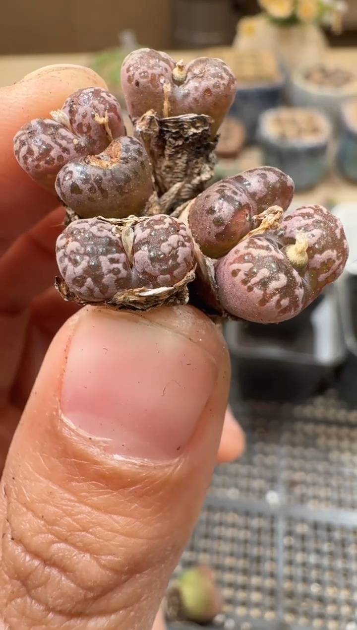 30-246多肉植物肉锥