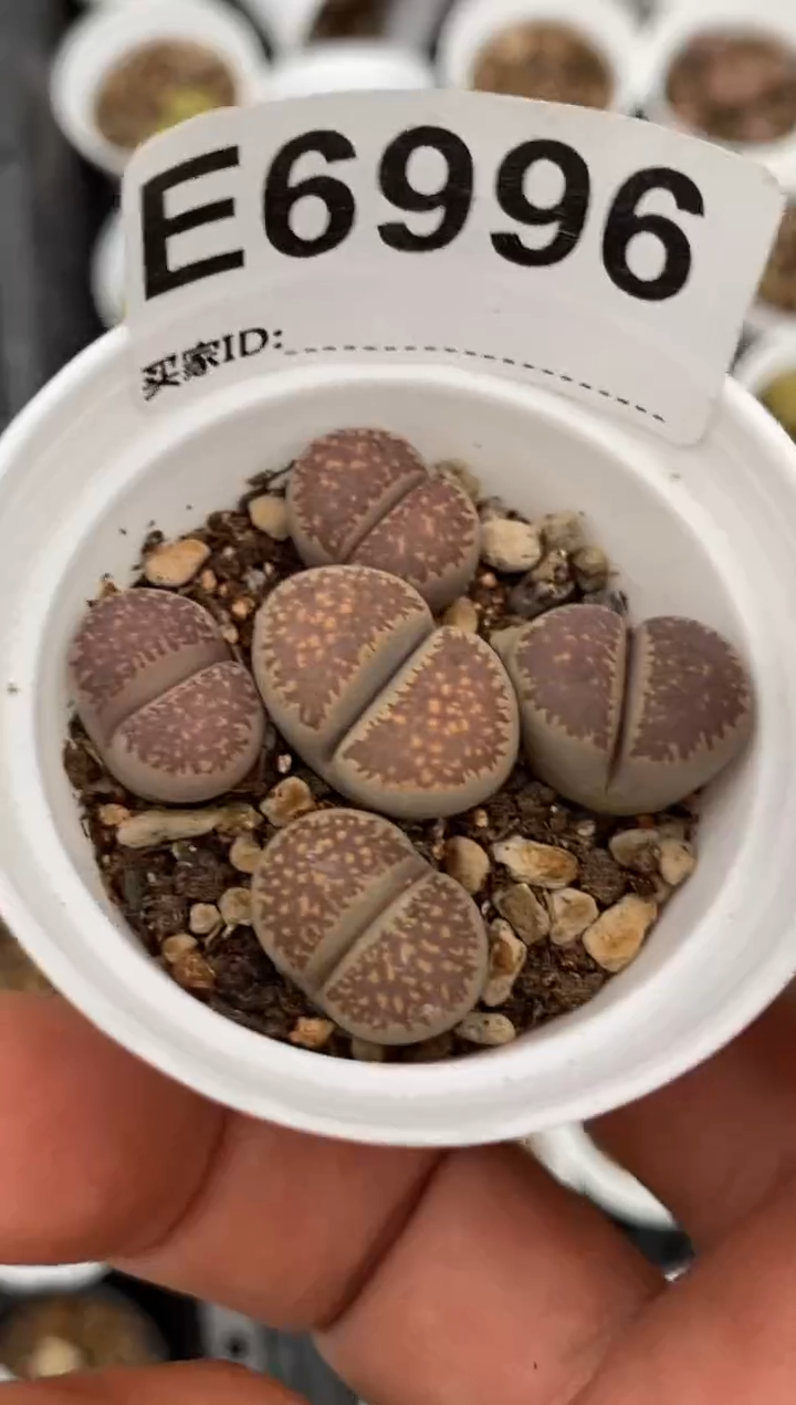 6996直播间一物一拍