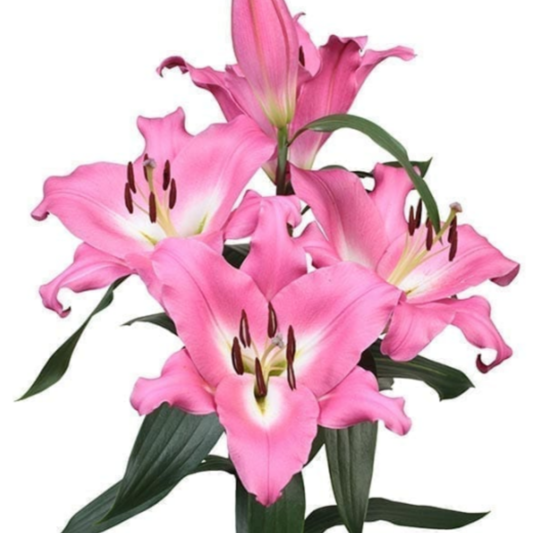 【冠军】14/16 OT系列香水百合进口种球四季栽种盆栽地栽