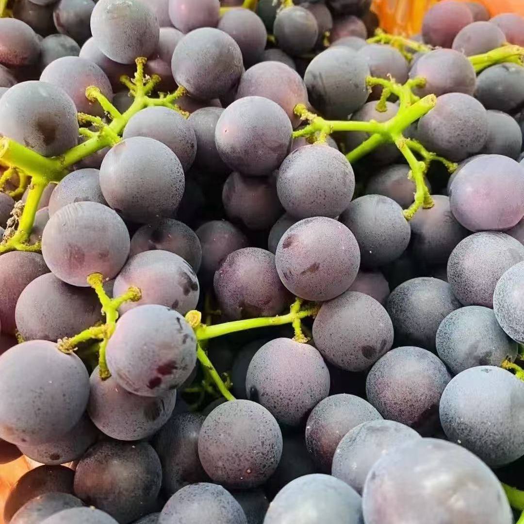 云南巨峰葡萄  散装2斤云南省