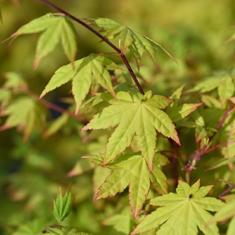 女精灵枫树苗圃基地流泉枫泰勒