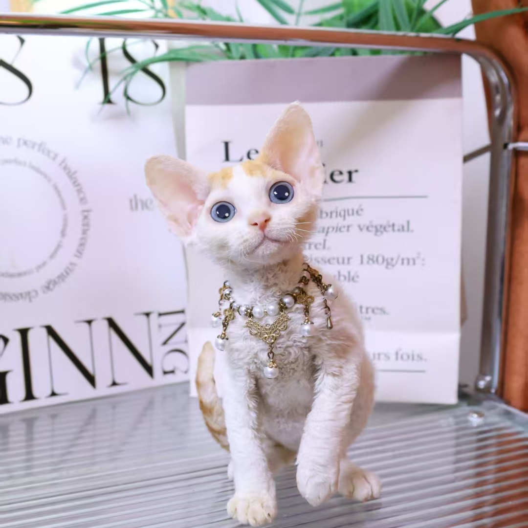 【蔚蓝】德文卷毛猫梵色弟弟-爱爱