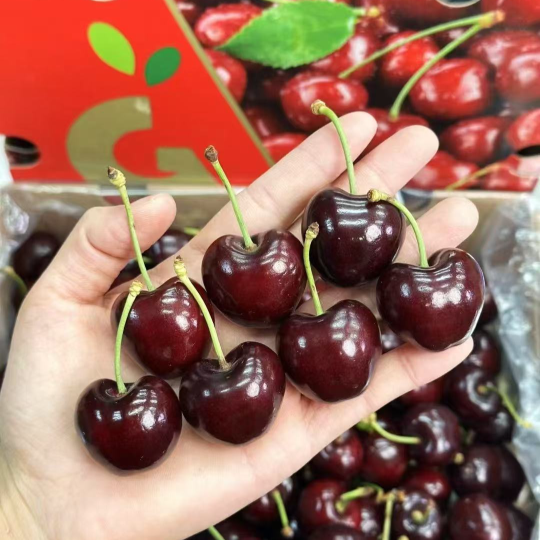 H【5斤原箱】智利进口桑提娜海运车厘子内附果径卡顺丰2-4J黑车 