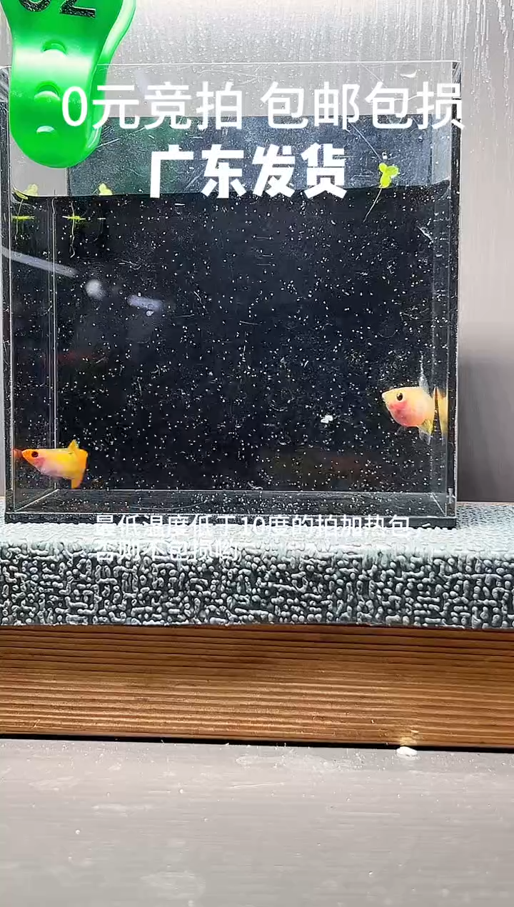 孔雀鱼皇家落日一对编号32