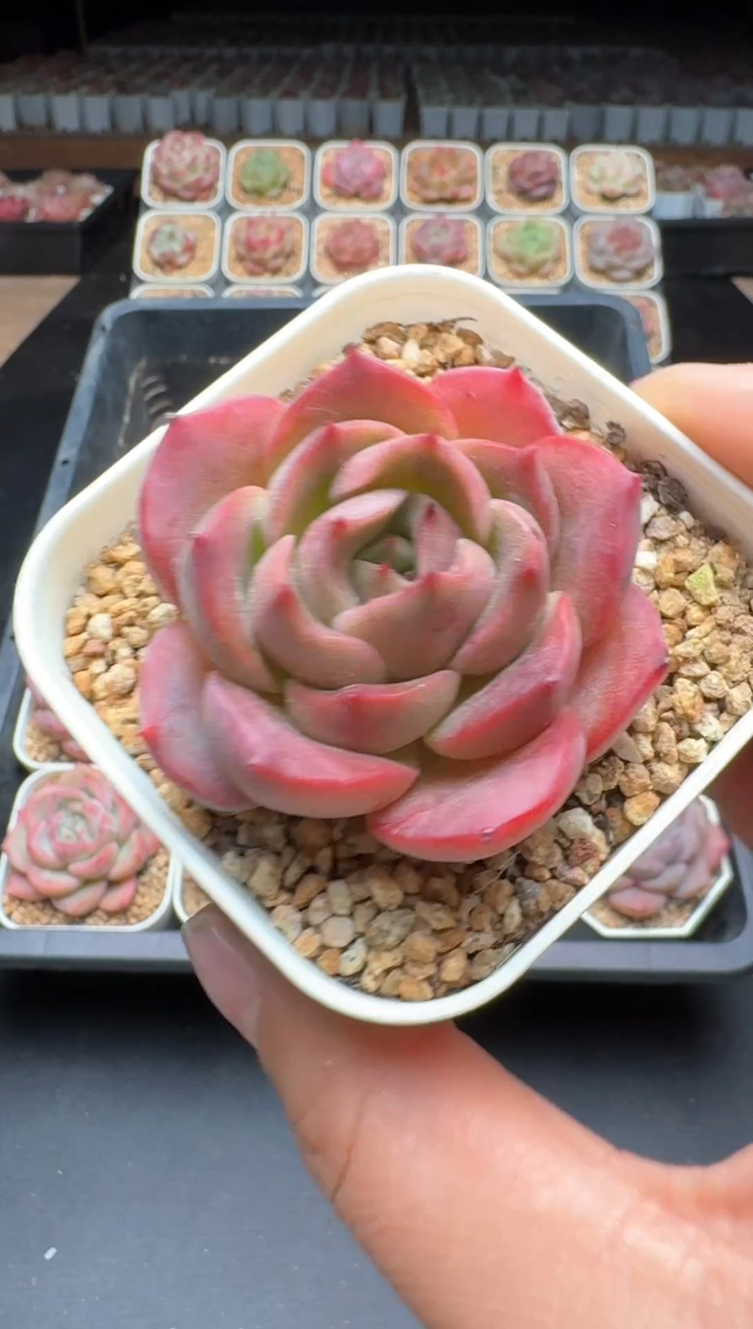 【闪购商品】715A物拍多肉带盆土6.5杯拍3颗包柚