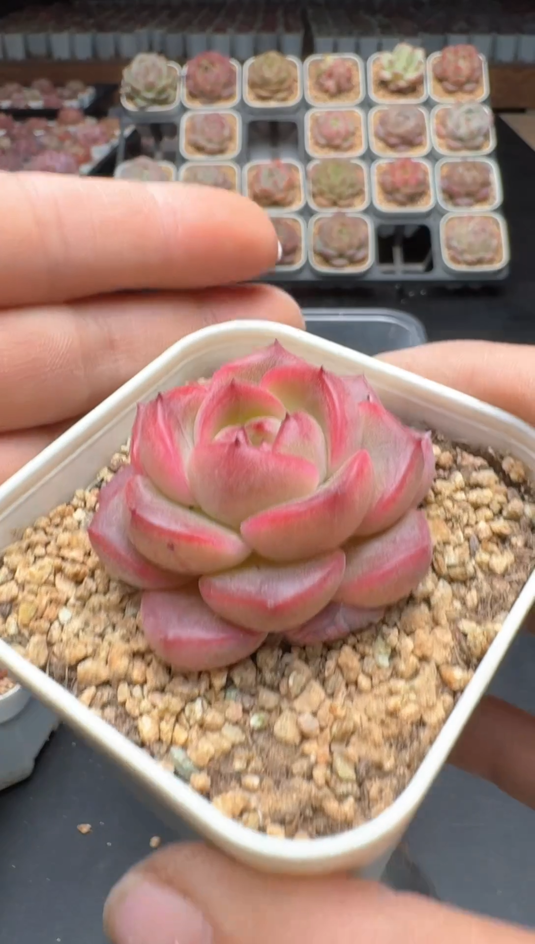 【闪购商品】303A号一物一拍多肉花卉植物拍3颗起发