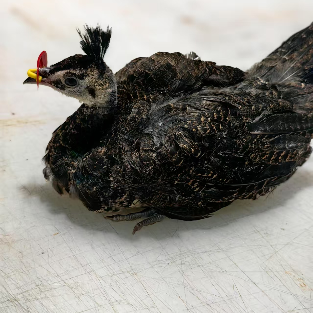 观赏鸡孔 雀包邮