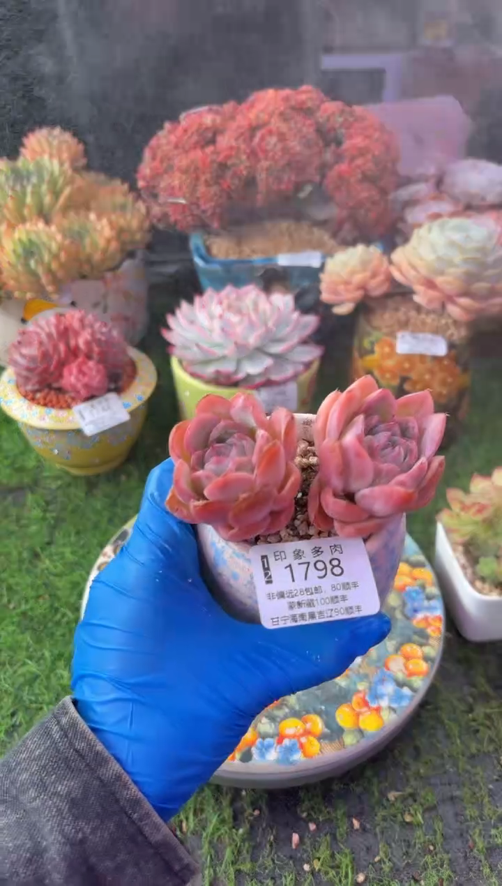 昆明印象多肉1798