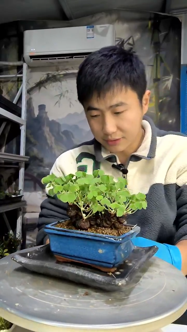 晴**岛中青园艺一物一拍花107