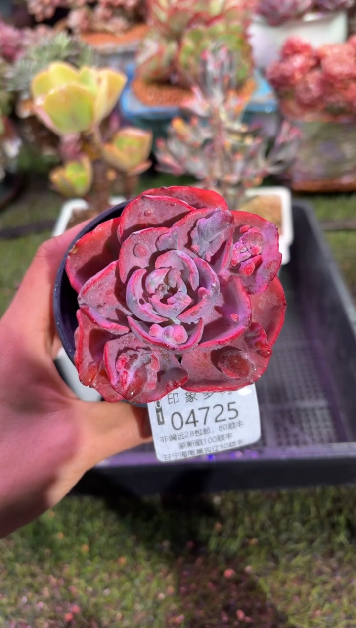 【闪购商品】04725