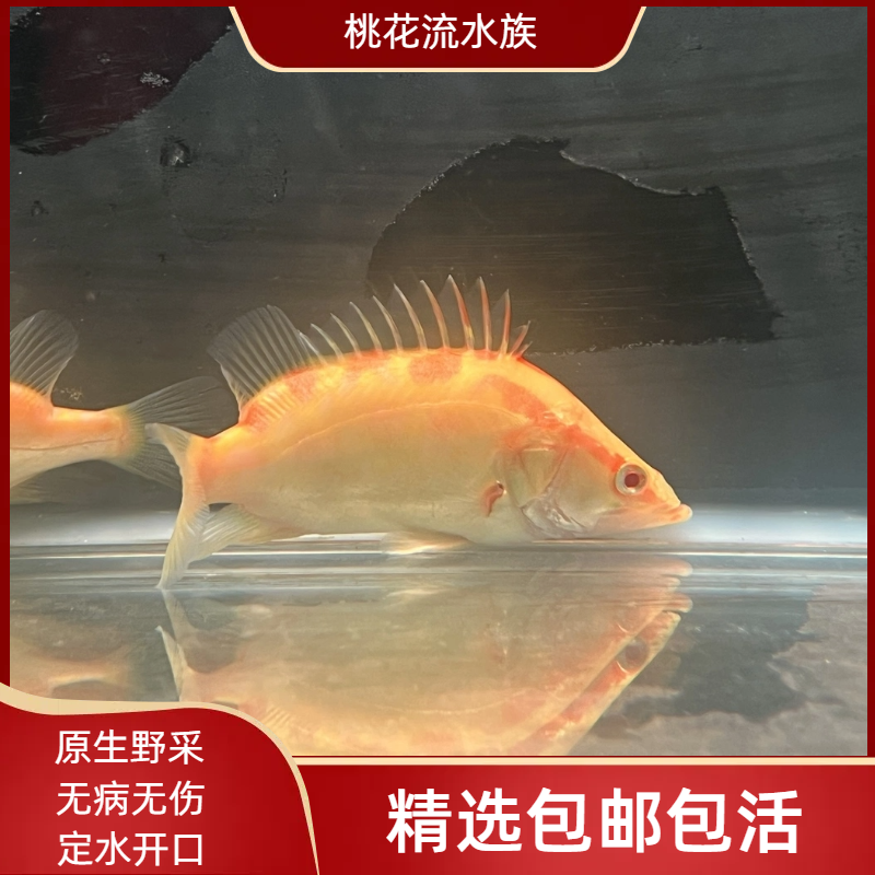 白子红眼黄金鳜鱼桂鱼旺宅招财进宝观赏鱼冷水淡水好养耐