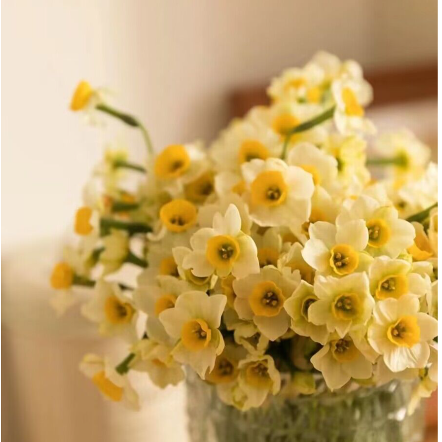 水仙花鲜切花枝束浓香型水培花卉清香插花