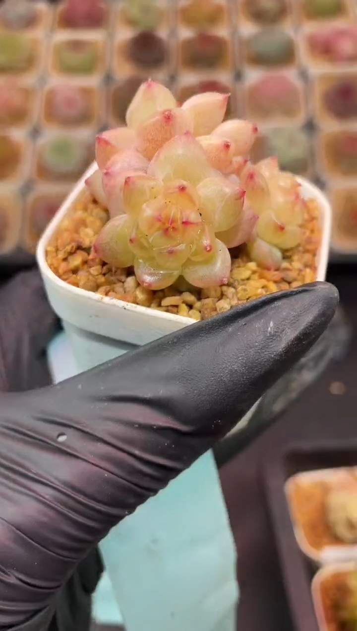 闪购200 太阳星多肉一颗