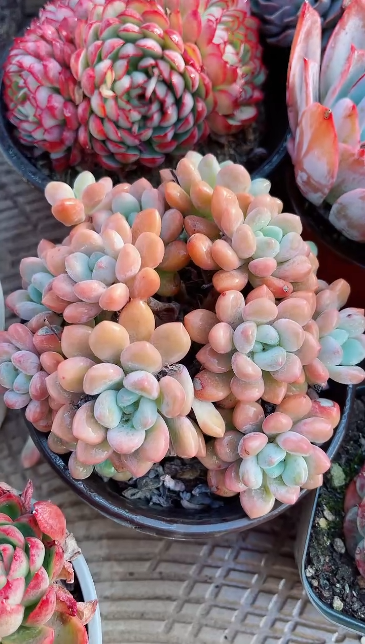 【闪购商品】23256