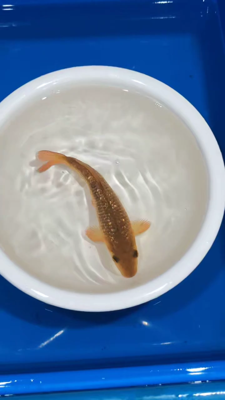 锦鲤020-大日黄猿银鳞绿茶（锦鲤统一发顺丰空运到付）