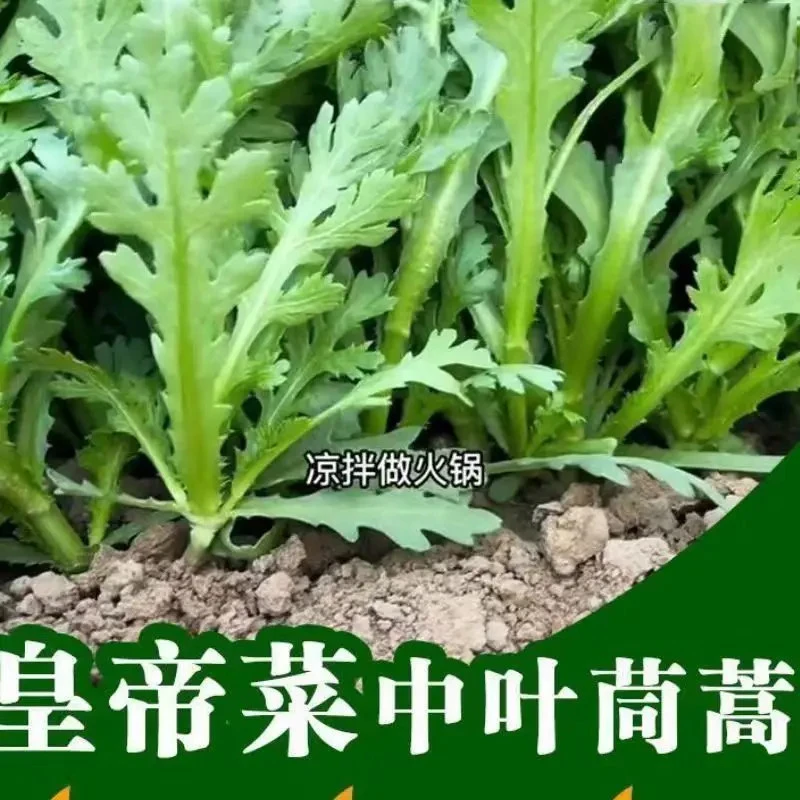 【茼蒿种子】皇帝菜中叶青菜茼蒿菜多花叶茼蒿种子春菊菜耐热耐寒