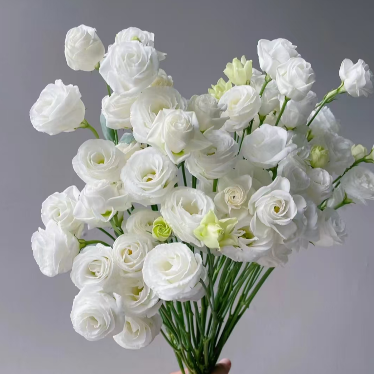 【2单发货】白色洋桔梗10支