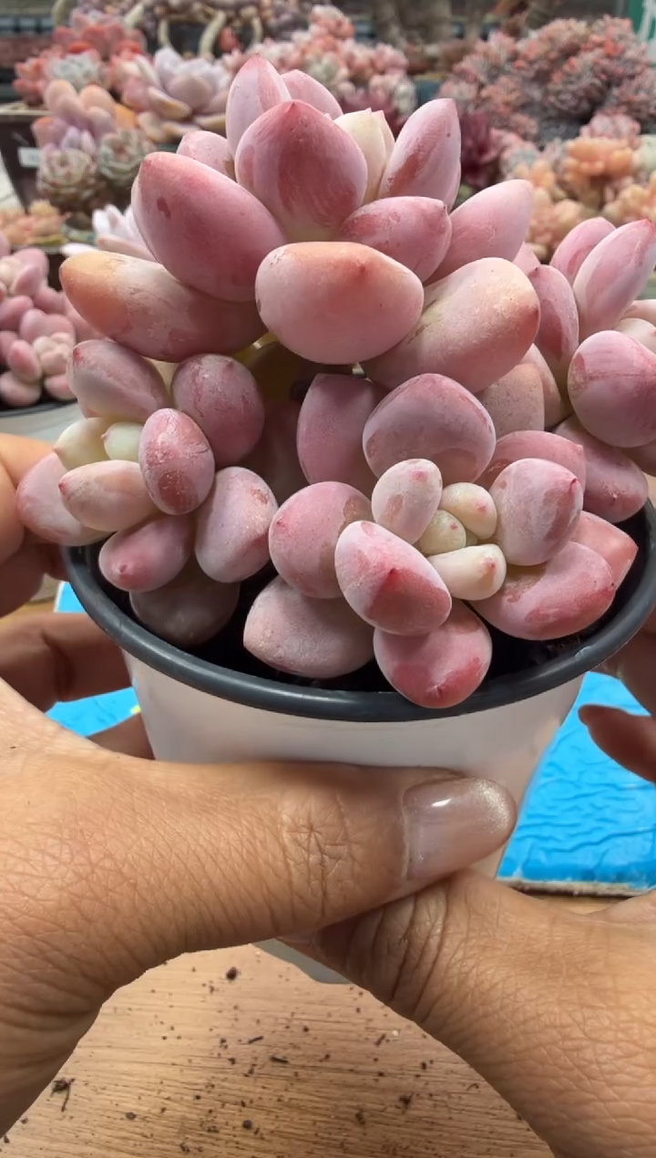 东云多肉园二店-85