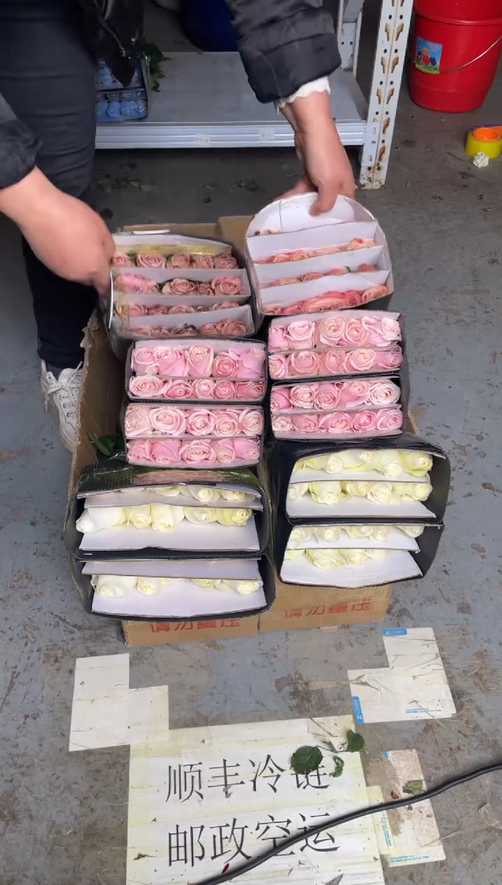 粉红20枝+骄傲20枝+卡布20枝